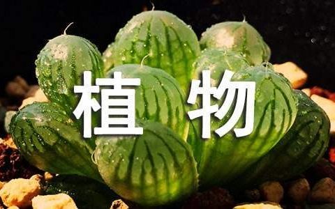 “植物黄金”品牌策划书 植物黄金素是真的假的